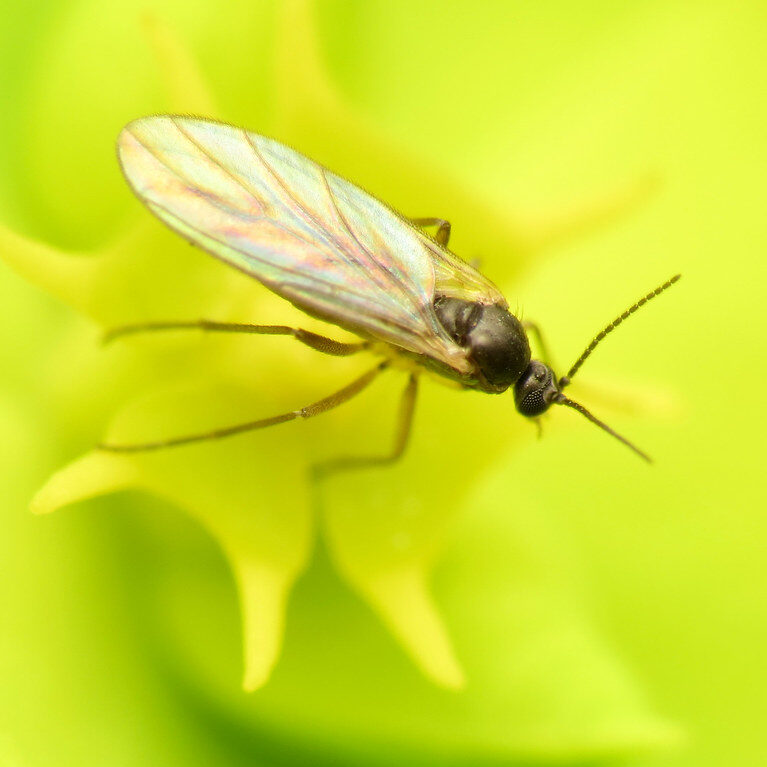 Fungus gnat resting on a green plant.