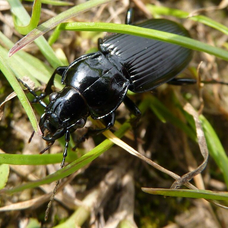 Shiny black ground beetle in grass.