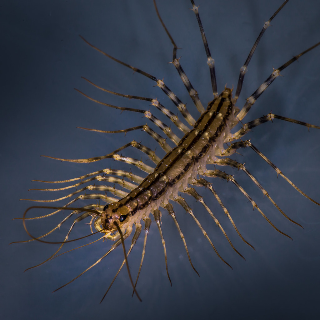 House centipede on a dark blue background.