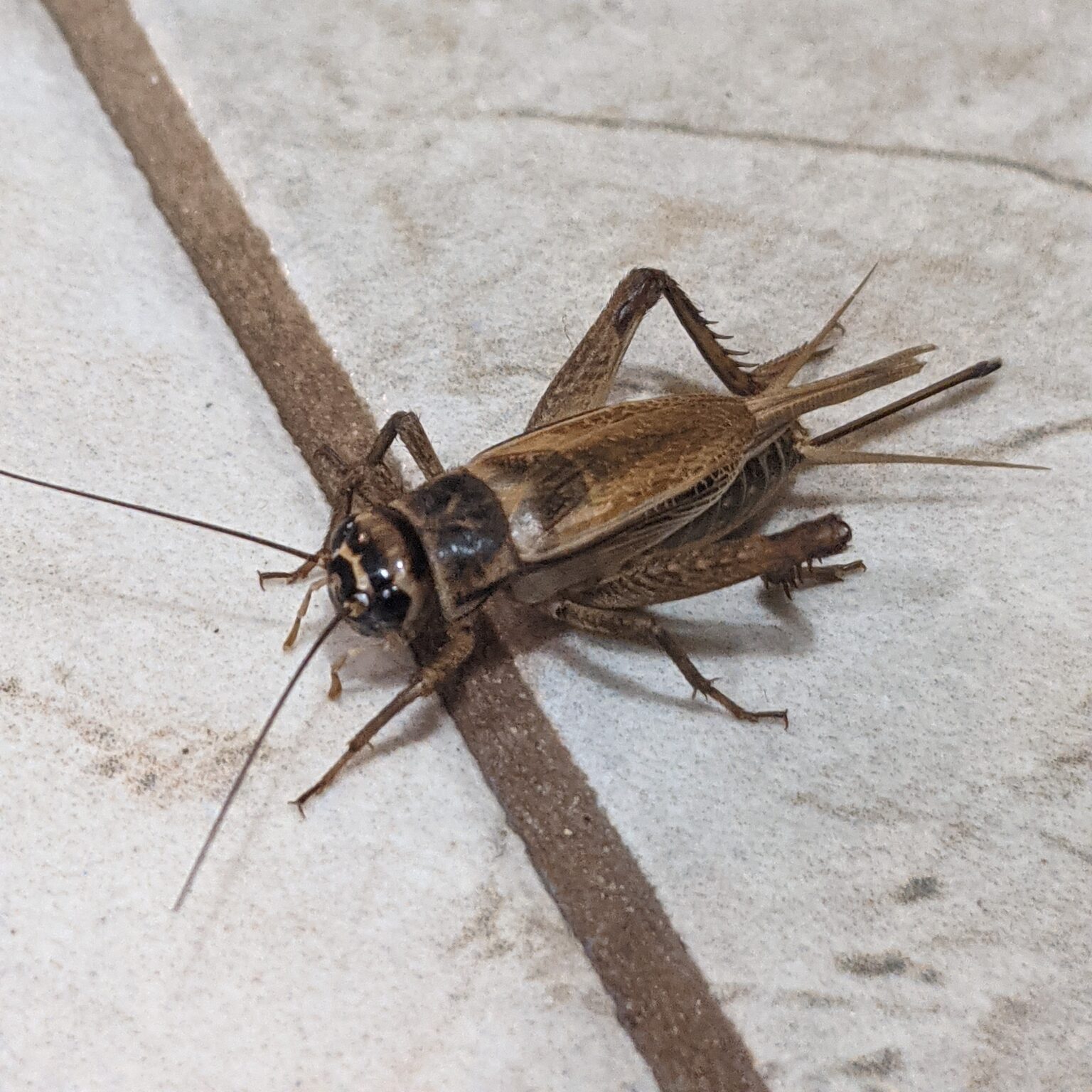 House cricket on a white tiled floor.