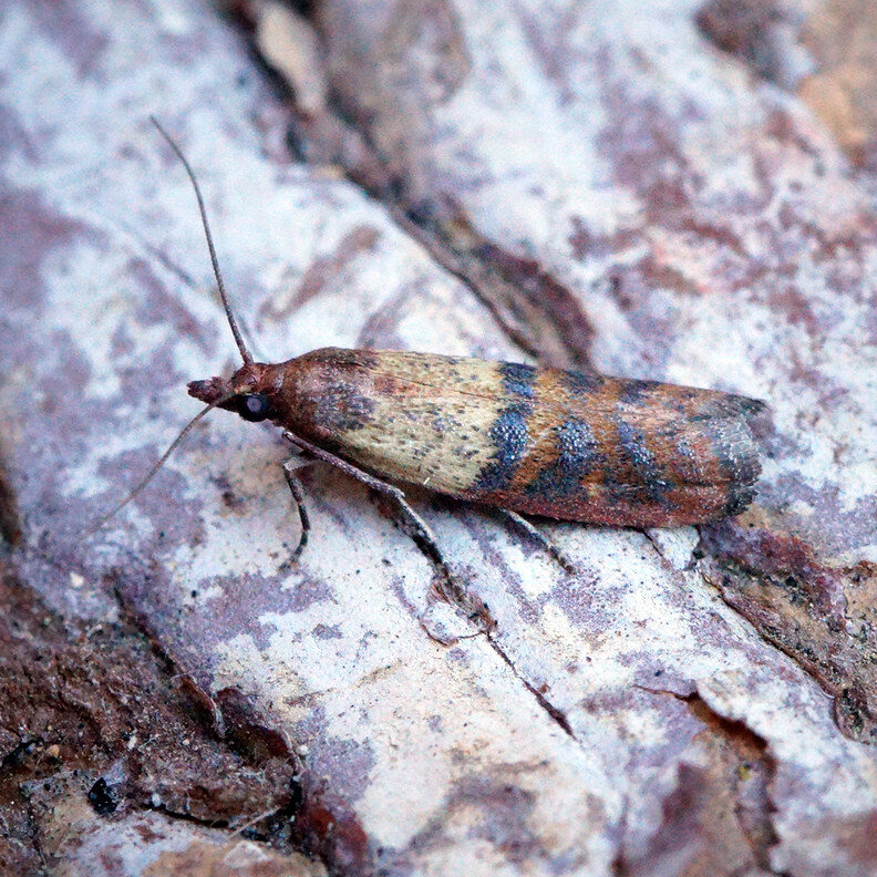 Indian meal moth resting on bark.