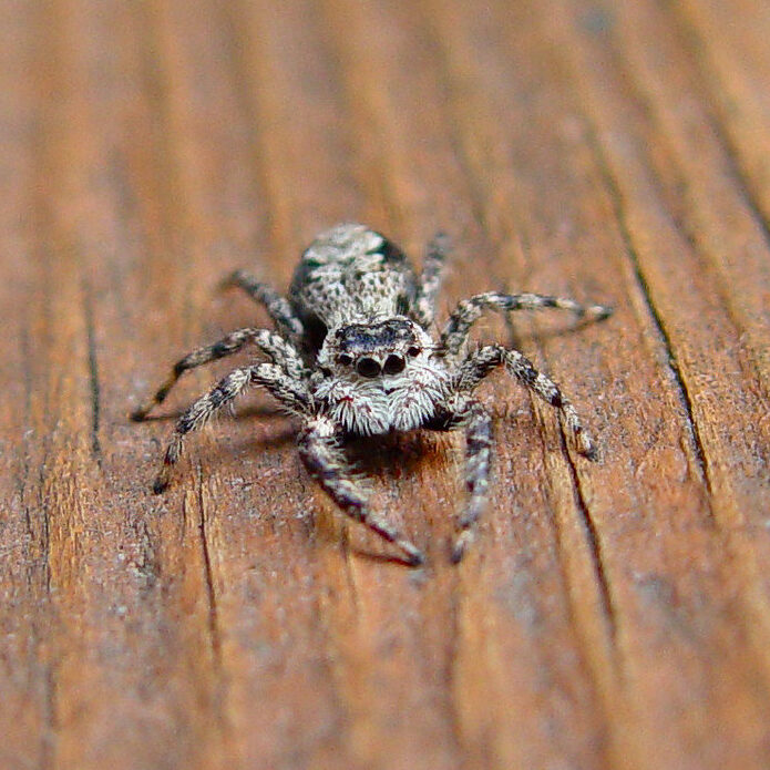 Grey jumping spider on a wooden surface.