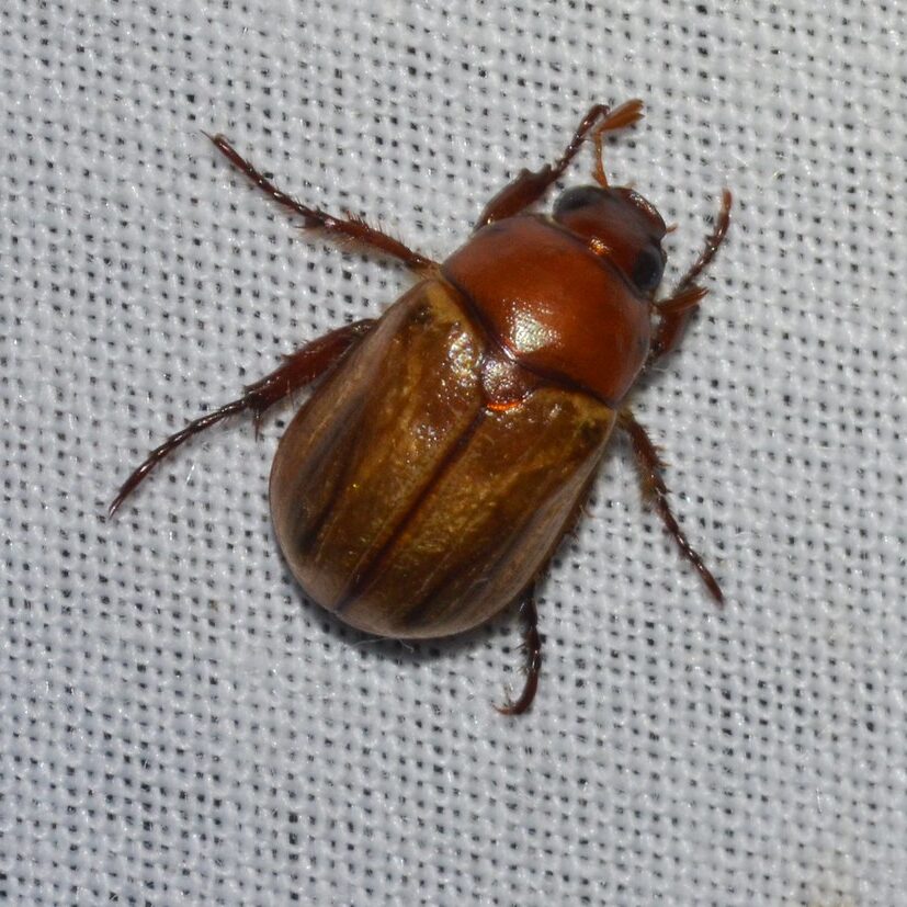 Reddish brown june beetle on a white mesh fabric.
