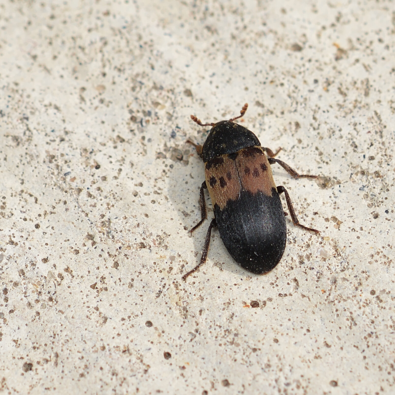 Larder beetle on a off white granite countertop.