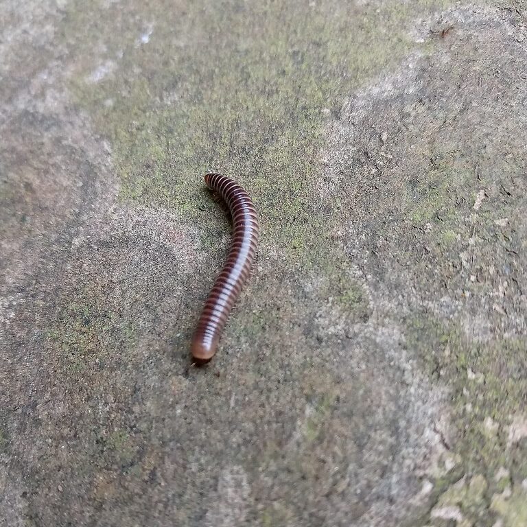Millipede on cement.