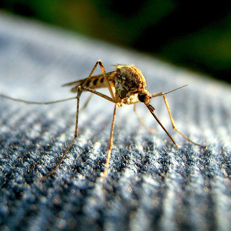 Mosquito attempting to bite through fabric.