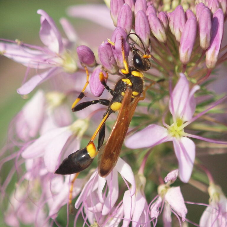 Black and yellow mud dauber hanging on purple flower buds.
