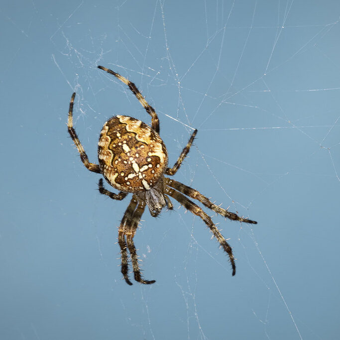 Cross orb weaver spider resting on a web on a blue background.