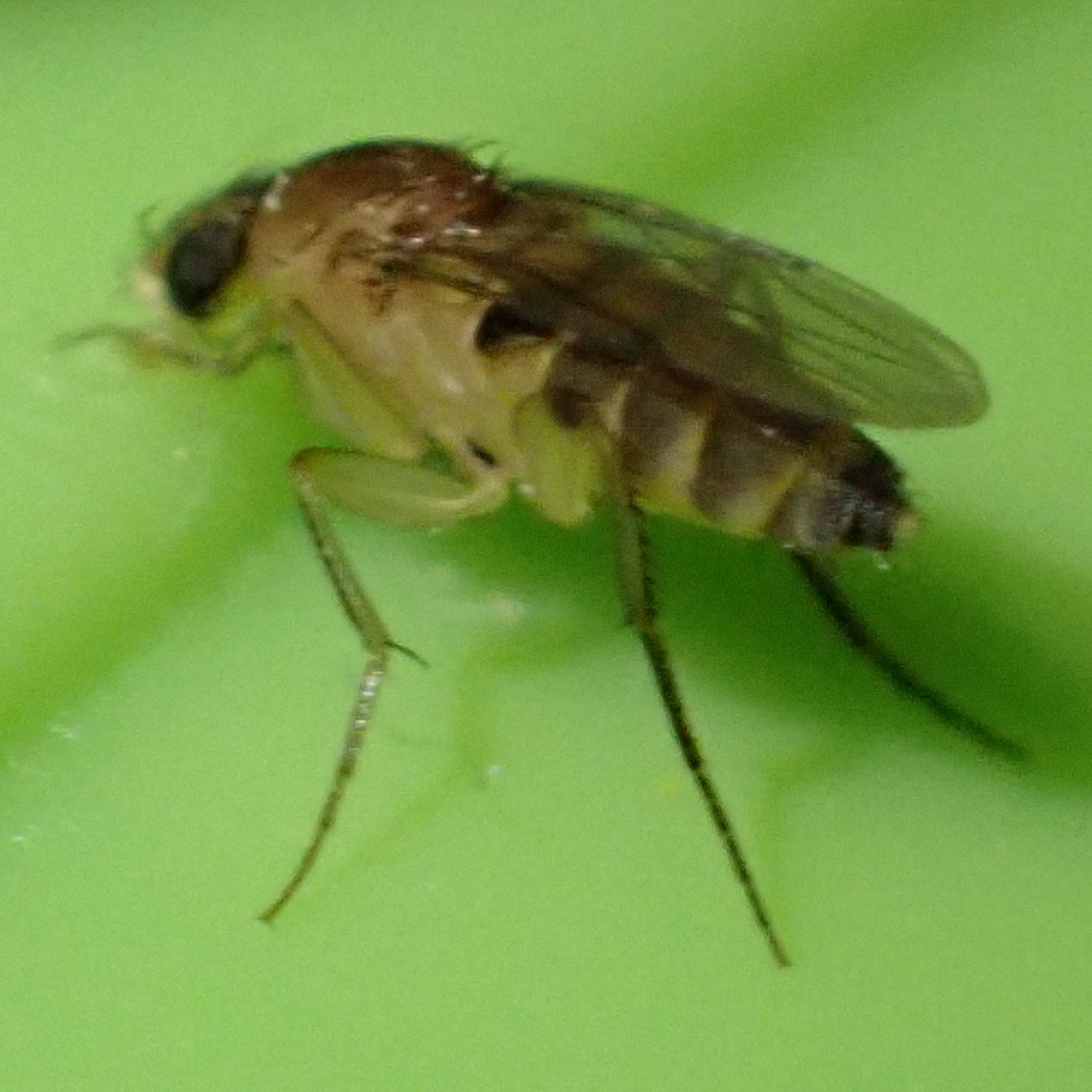 Phorid fly on a green leaf.