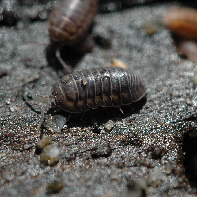 Two pill bugs on dirt.