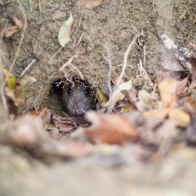 Rat poking head out of burrow in dirt,