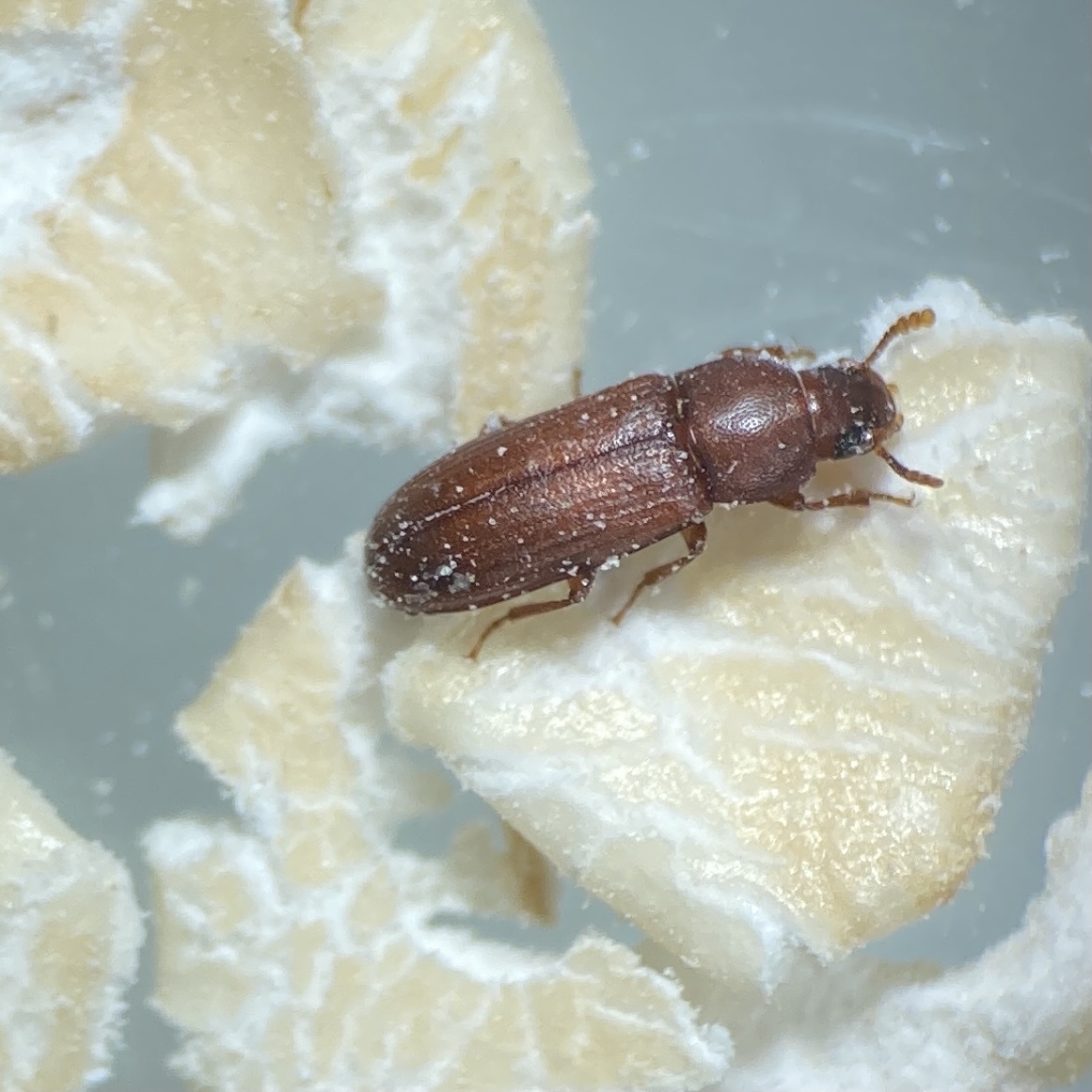Red flour beetle feeding on a pale yellow morsel of food.