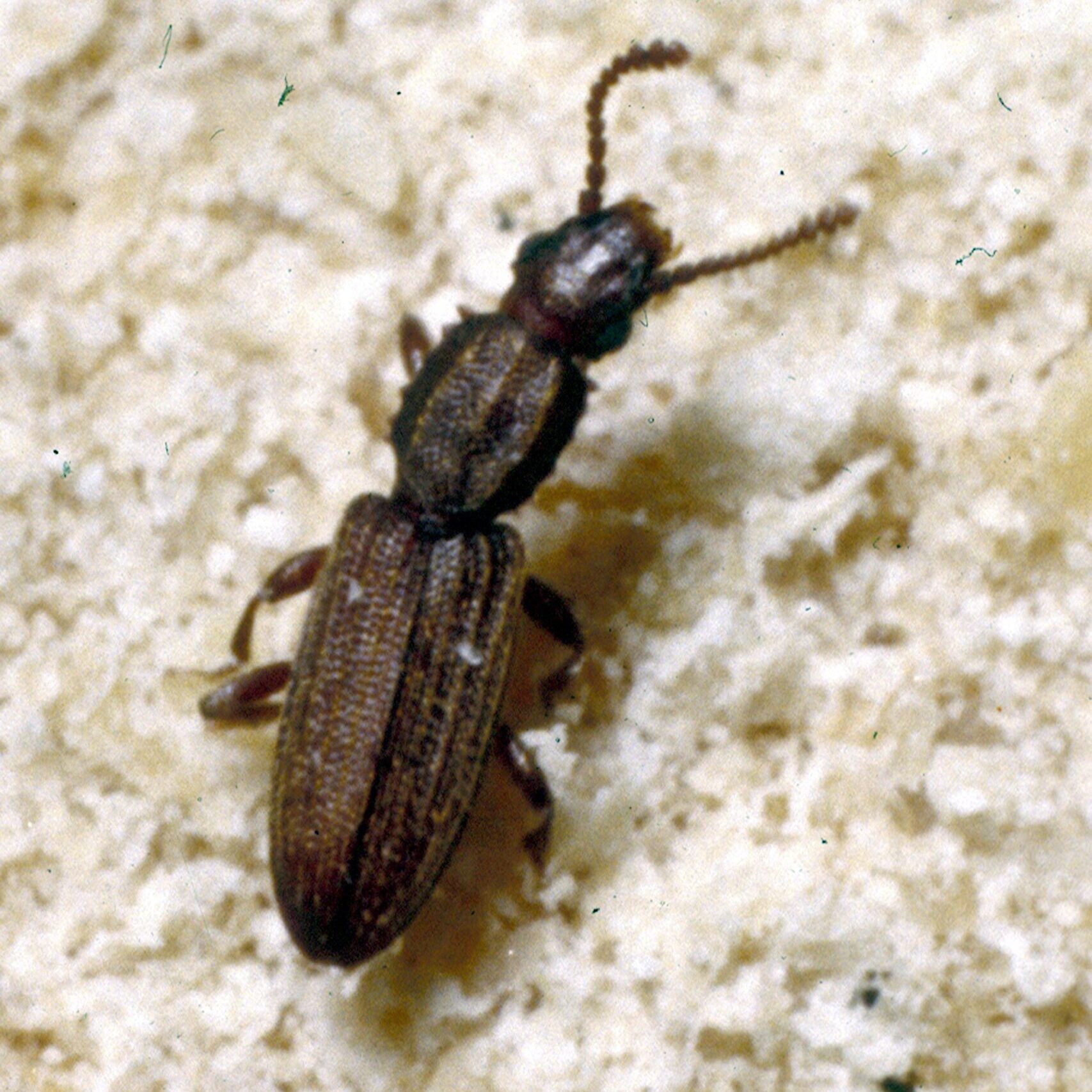 Sawtoothed grain beetle on white debris.