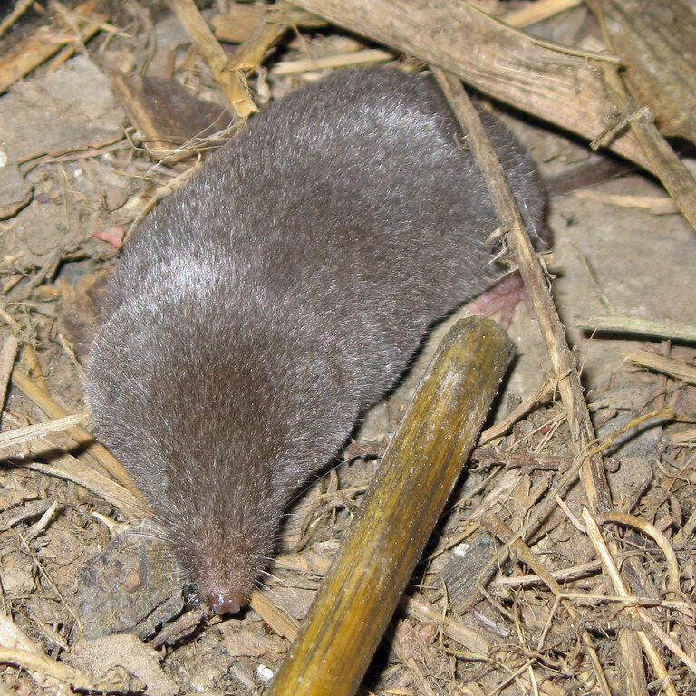 Grey short tailed shrew resting in dry grass and dirt.