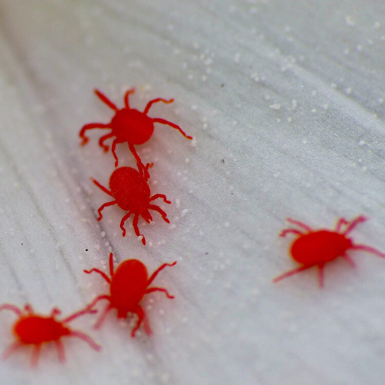 Five red mites on a white flower petal.