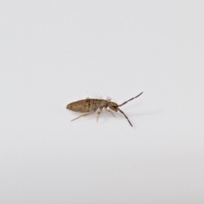 Springtail on a white background.
