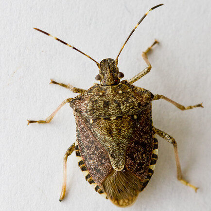 Stink bug resting on a white surface.