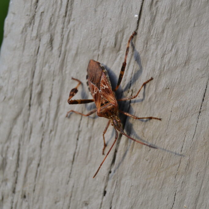 Western conifer seed bug resting on a painted gray surface.