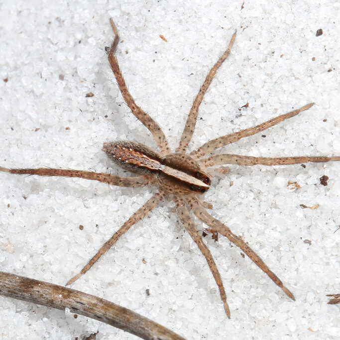Wolf spider on a white sandy surface.