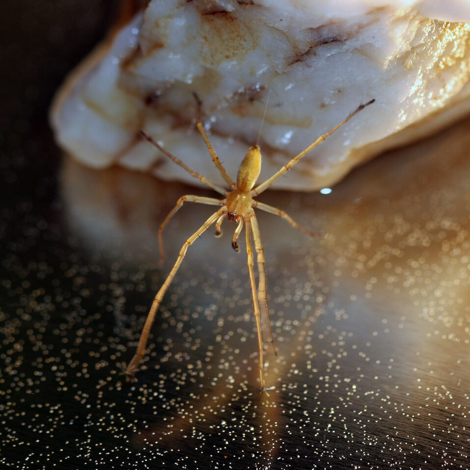 Yellow sac spider descending from a silk strand onto a dark surface.