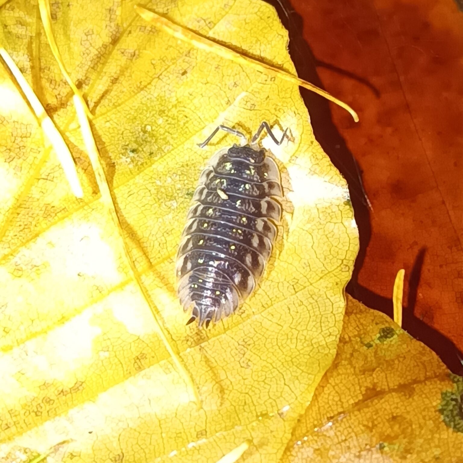 sowbug on a yellow leaf